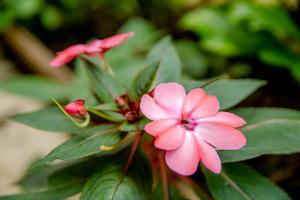 HOTEL CANTINHO DAS FLORES