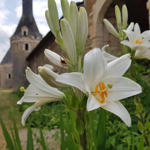 B&B / Chambres d'hotes Le Logis de la Pataudiere : photos des chambres