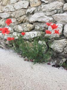 Maisons de vacances Un Figuier dans notre Jardin : Cottage 2 Chambres 