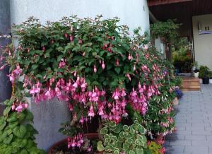 Obere Ferienwohnung Asshoff zwischen Odenwald, Taubertal und Bauland