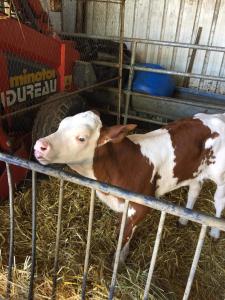 Sejours a la ferme ferme pedagogique des pennetieres : photos des chambres