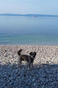 Villa Zen Trogir - Apartment Okrug, Heated pool, EV Type 2