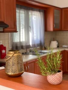Citrus Apartments Epirus Greece