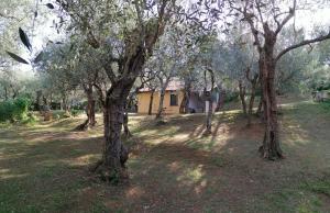 Casina Versilia