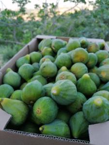 Agriturismo Etico Le Grazie