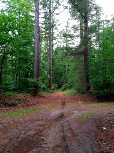 Retro Relax Resort midden in het bos op de Veluwe in Putten