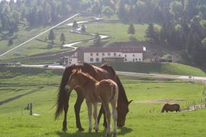 Hotels Chaume de Balveurche : photos des chambres