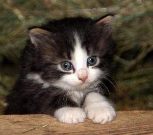 Urlaub am Bio-Bauernhof Liebchen