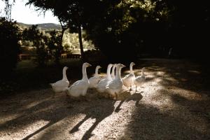 Agriturismo Le Radici