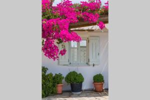 Aloe country house Paros Greece