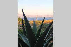 Aloe country house Paros Greece