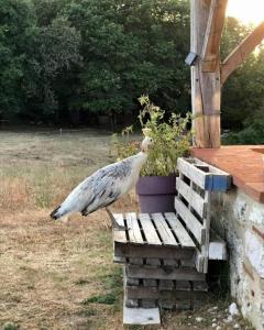 Maisons de vacances Beautiful pigeonnier with sensational surroundings : photos des chambres