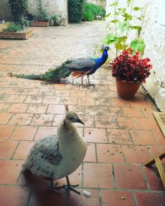 Maisons de vacances Beautiful pigeonnier with sensational surroundings : photos des chambres