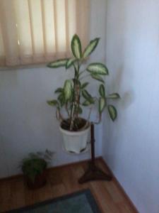 Квартира в центре.