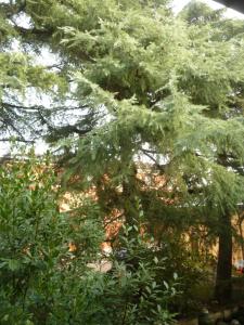 LA STANZA SUI CEDRI - Smart working - Airport - Private Parking - Ducati - Philip Morris