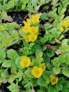 Gästehaus Maria - Privatzimmer