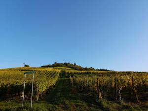 Appartements Cocon de caractere au coeur des vignes Alsaciennes : photos des chambres