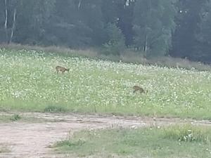 Leśny Dworek na Mazurach pokoje z łazienkami poziom 1 i 1