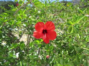 Elisso Villas Sifnos Greece