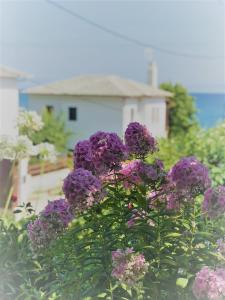 Hotel Erato Pelion Greece