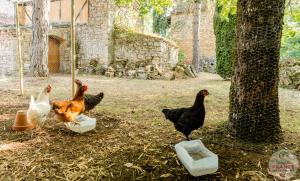 Maisons de vacances gite des rois ducs : photos des chambres