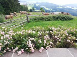 Ferienhaus Hochfelner