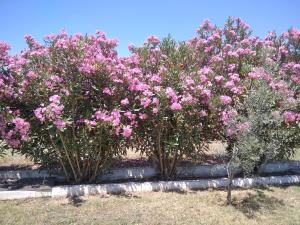 ANNA'S COUNTRY HOUSE BY THE SEA Kavala Greece