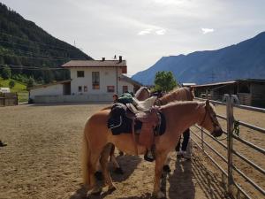 B&B Margits Ranch Urlaub am Pferdehof