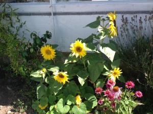Landhaus Sylvia in Eupen, Terrasse , Garten & Nähe zum Hohen Venn