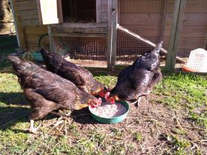 B&B / Chambres d'hotes La Pause - Val de Loire (20 mins - Zoo de Beauval) : photos des chambres