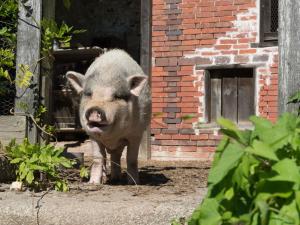 B&B / Chambres d'hotes Chateau de Saint-Antoine : photos des chambres