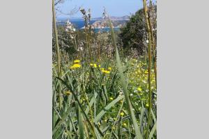 Tenute Bandera - StazzuBandera img37