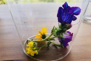 Tenute Bandera - StazzuBandera img24