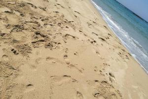 Tenute Bandera - StazzuBandera img54