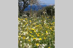 Tenute Bandera - StazzuBandera img64