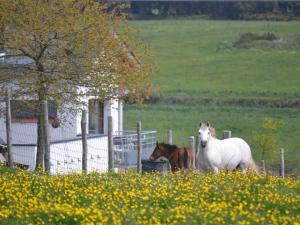 Appartements Gites & Tiny houses Les Hauts de Toulvern : photos des chambres