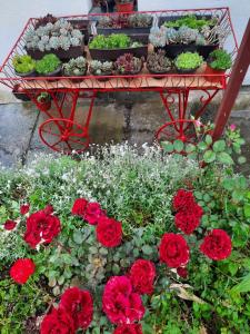 Apartman Bajina Basta