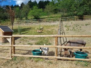 Campings Camping La Ferme de Castellane : photos des chambres