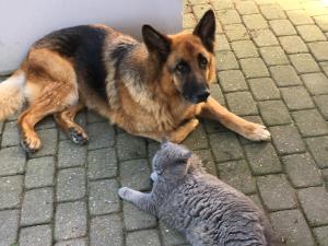 BITTE Three Bedroom Design Cottage