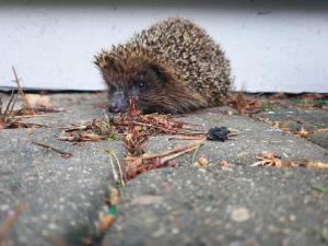 BITTE Three Bedroom Design Cottage