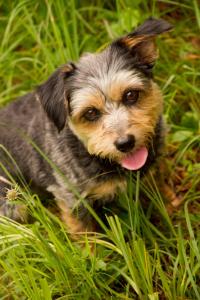 Das Naturhotel die Eng