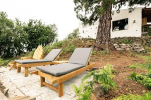 El Pino Centenario 8