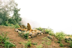 El Pino Centenario 8