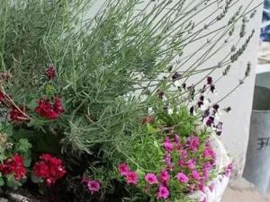 Lavender Lane Queenstown