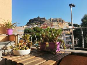 Cavalluccio Marino img25