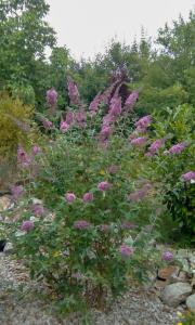 Ellis Garden
