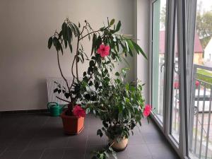 Apartman c.8 Magnolie