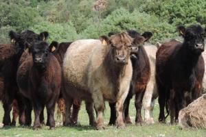 Rouretord Hirondelle