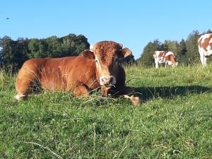 Maisons de vacances Gite chez la So ! Avec visite a la ferme : photos des chambres