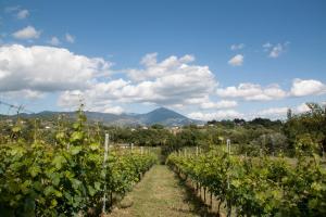Palazzo Tronconi agriturismo